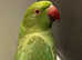 5-6 Months Old Beautiful Indian Ring Necks Talking Parrots Cage and Delivery Available .