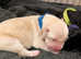 Goldador Puppies for Sale