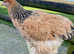 Brahma hatching eggs x 6/12/18/24