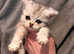 3 Persian kittens