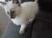 Female kitten 9 weeks siamese