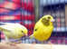 Yellow Canaries,9