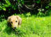 Cream / Black longhair dachshund kc reg