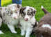 Beautiful Border Collie Puppies
