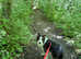Pedigree Blue Tricolour Border Collie