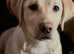 Beautiful 6 Month Old Labrador Female