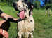 Beautiful Grate Dane girls
