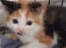 Beautiful kittens