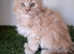 Pedigree Maine Coon kittens
