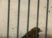 Gray goldfinch