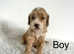 5 gorgeous cockapoo puppies
