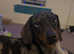 Dapple Dachshund