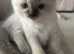 Purebred Ragdoll Kittens for sale