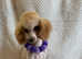 Toy poodle girls for sale