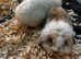 Mini lion lop babies