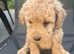 Cockerpoo puppies