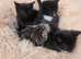 4 kittens 10 week old
