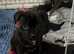 2 beautiful black staffy girls
