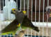 Meyer's parrot Glasgow