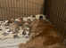 Cavalier King Charles spaniel puppies for sale