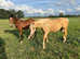 Yearling Filly 16.2hh+ Lusitano x Friesian x ID