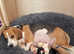 Bocker puppies
