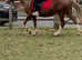 Reg Welsh c mare