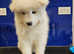 Beautiful Samoyed Puppies one females left