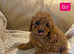 Cavapoos