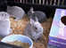 NETHERLAND DWARF PURE BREED YOUNG BABY RABBITS