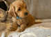 Beautiful cockapoo puppies