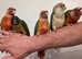 It's a Birds Thing!!!