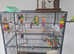 Budgies and two cages