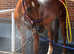 *** 8L Gas Shower - NEW***