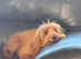 Male Irish Doodle Puppy