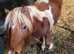 Mini Shetland colt 2 years old