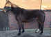 Lovely 3yr old Irish Draught X filly