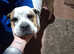 American bulldog x boxer