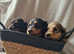 **READY ** KC REG LONG HAIR MINIATURE DACHSHUNDS
