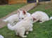 White shepherd puppies ( Only 1 Girl left)