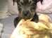 10 week old Rottweiler X Staffy puppy