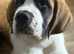 Saint Bernard pups