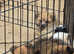 Pekepom  beivermaltipom  puppies for sale.