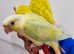 Gorgeous hand reared conures