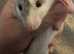 2 young female fancy rats