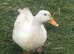 Drake and 2 ducks