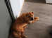 Female  chow chow red