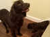 Cockapoo a pups for sale