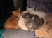 British Maine Coons kittens for sale
