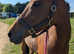Beautiful Thoroughbred mare